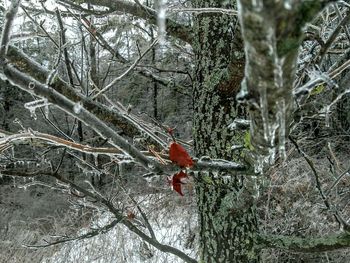 Close-up of red perching on tree