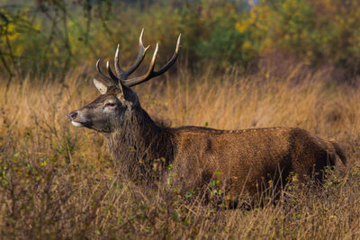 Deer on grassy field