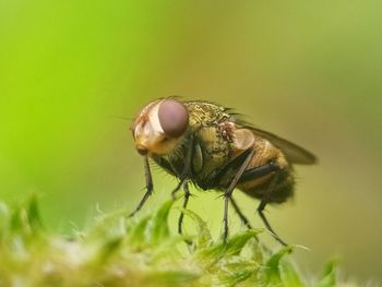 Close-up of fly on flower