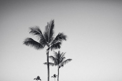 Low angle view of palm tree against clear sky