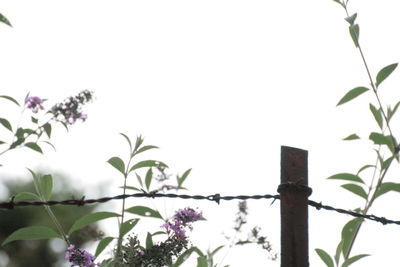 Low angle view of flower trees against clear sky