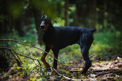 Dog standing in a forest