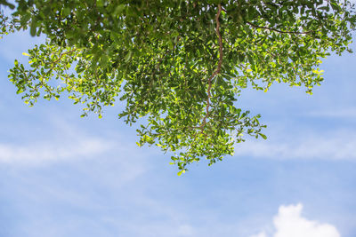 Low angle view of tree against sky