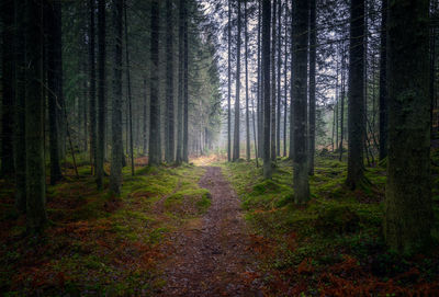 Dirt road amidst trees in forest