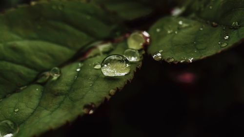 Close-up of raindrops on leaves