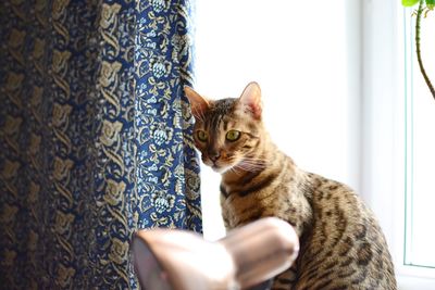 Close-up portrait of cat on hand