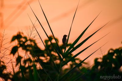 Close-up of silhouette plants on field against orange sky