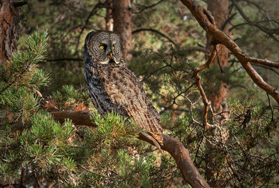 Bird perching on branch