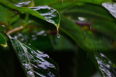 Close-up of water drops on leaves during rainy season