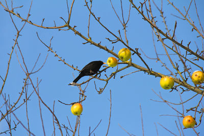 Low angle view of bird on tree