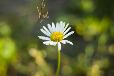 Daisies on the field, grass and blossom flower head, bokeh and blur focus background.