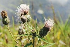 Close-up of dandelion