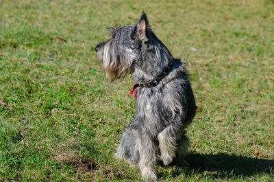 Dog looking away on field