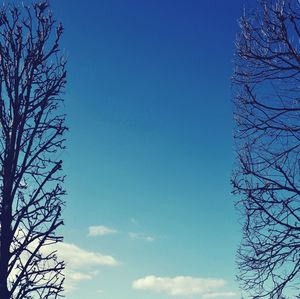 Low angle view of tree against blue sky