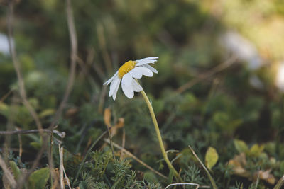 Close-up of white flowering plant on land