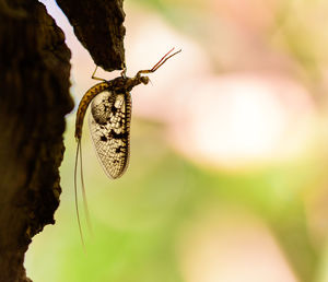 Close-up of butterfly on rock