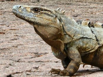 Close-up of iguana