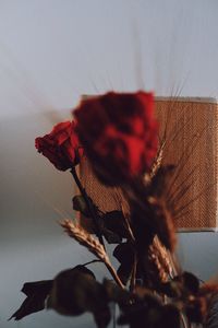 Close-up of wilted plant against red wall
