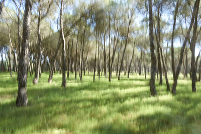 Trees on field in forest