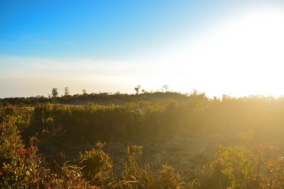 Plants growing on land against sky during sunset