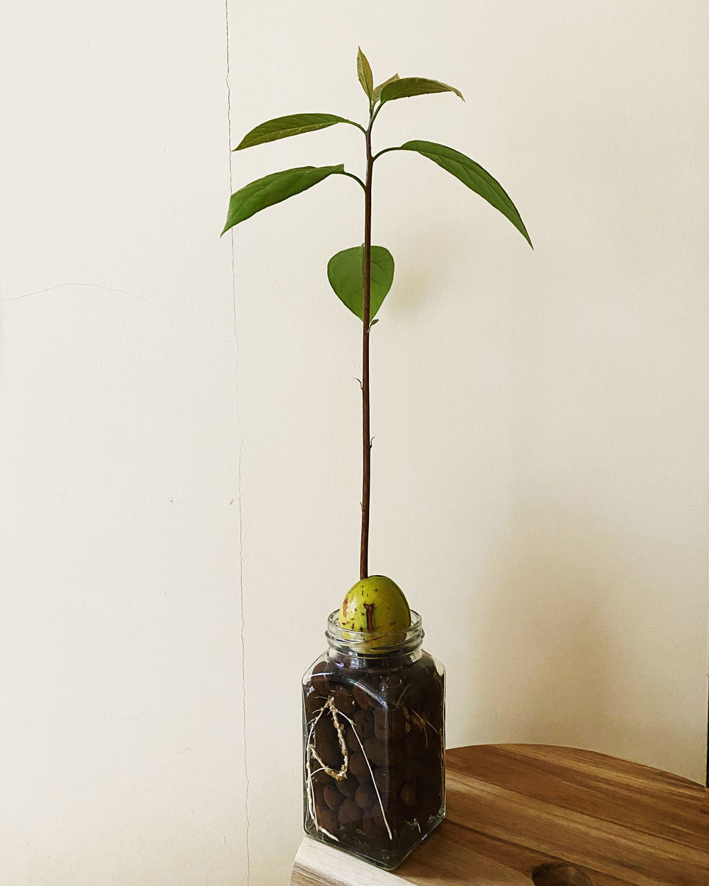 CLOSE-UP OF POTTED PLANT AGAINST WALL