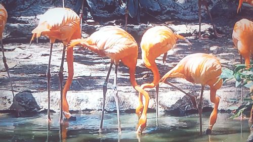 Flock of birds in lake