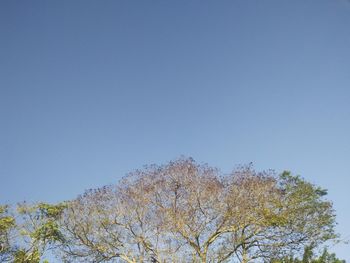 Low angle view of plants against clear blue sky