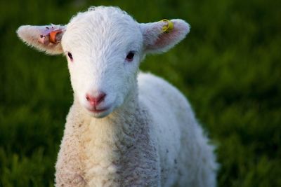 Close-up portrait of white sheep on field