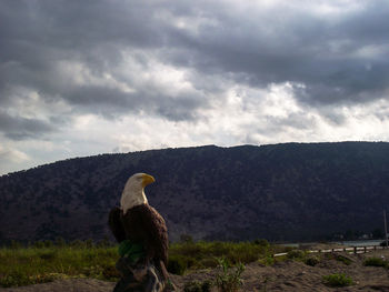 View of a bird on land