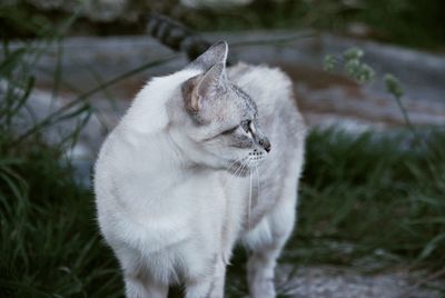 View of a cat on field