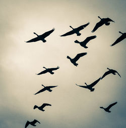 Low angle view of birds flying