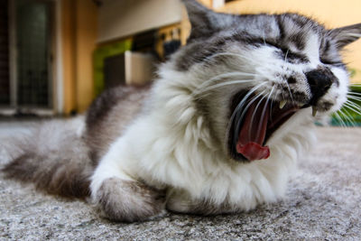 Close-up of cat yawning