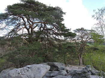 Trees on landscape against sky