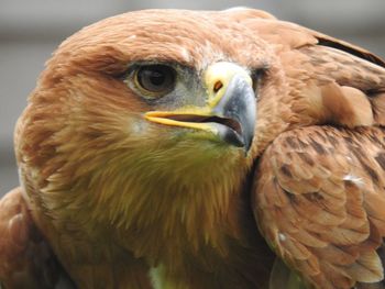 Close-up of owl