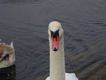 Close-up of swan swimming in lake
