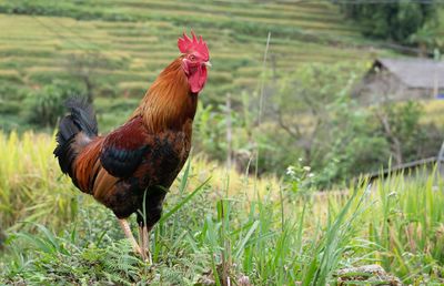 Close-up of rooster on land