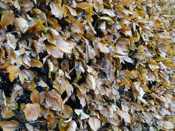 Close-up of dry leaves