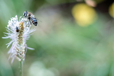 Close-up of insect on plant