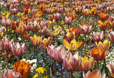 Close-up of red tulips