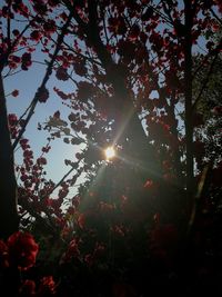 Low angle view of trees against sky