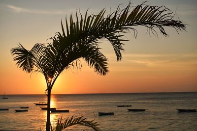 Silhouette palm tree by sea against sky during sunset