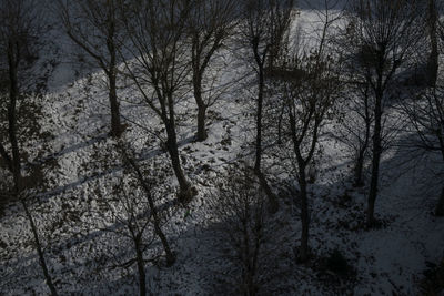 Bare trees during winter at night