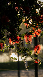 Red berries on tree