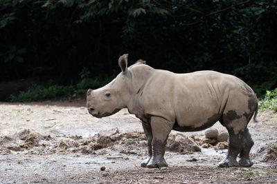 Baby rhino in the wild