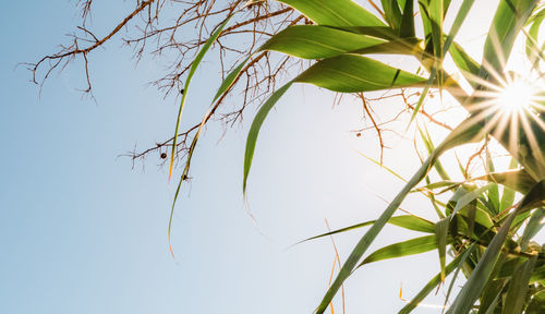 Low angle view of plant against sky on sunny day