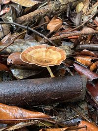 High angle view of mushrooms