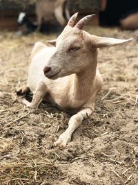 Close-up of a goat lying on field