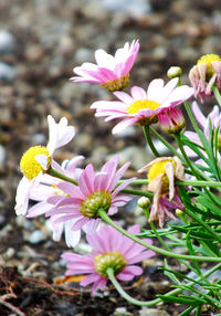 Close-up of pink crocus flowers blooming outdoors
