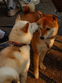 Dogs standing on field