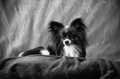 Portrait of dog relaxing on blanket